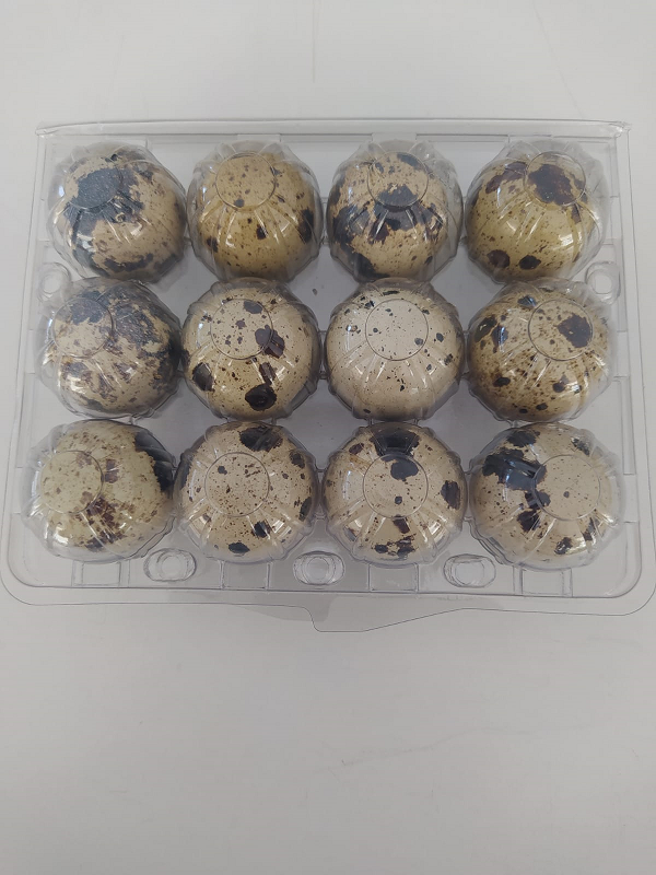 Teksas Kuluçkalık 12 li Bıldırcın Yumurtası