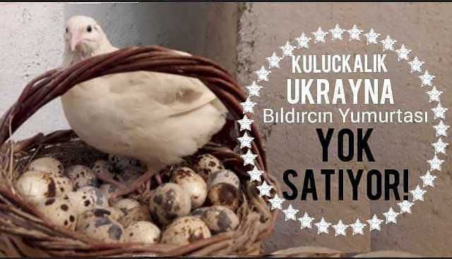 Ukrayna Bıldırcın Yumurtası